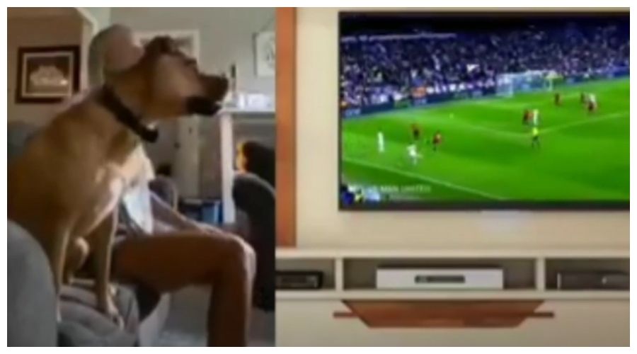 Pies ogląda mecz