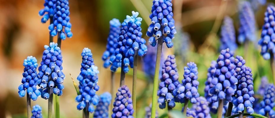 Niebieskie kwiaty