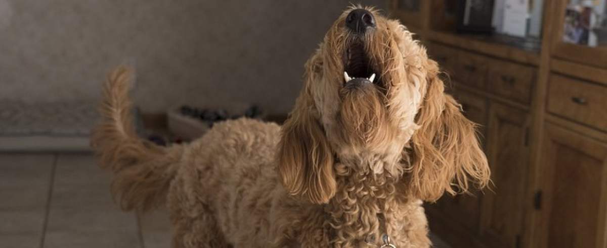 Szczekanie psa – co oznacza i czy można go oduczyć szczekania?