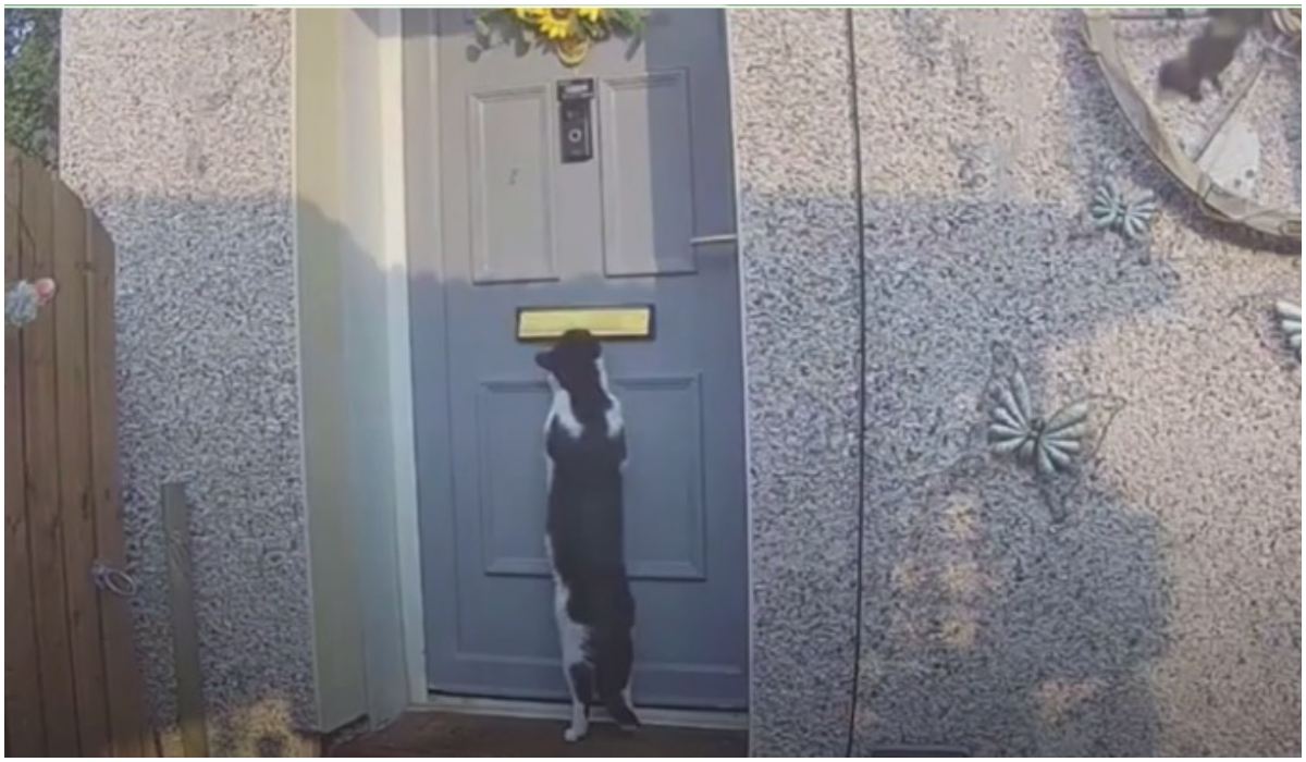 Kot pukający do drzwi