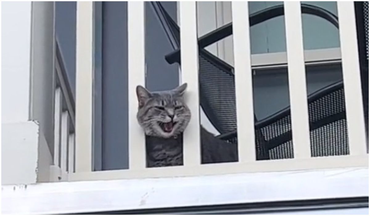 Szary kot na balkonie