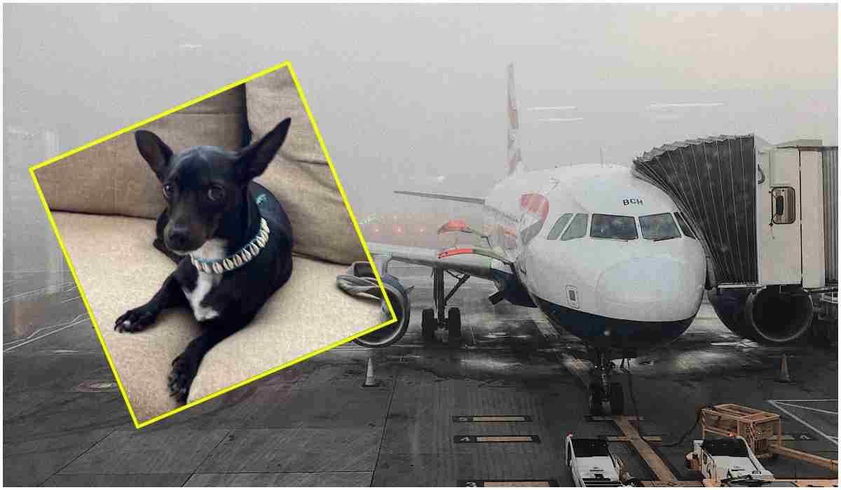 Podróż z psem samolotem