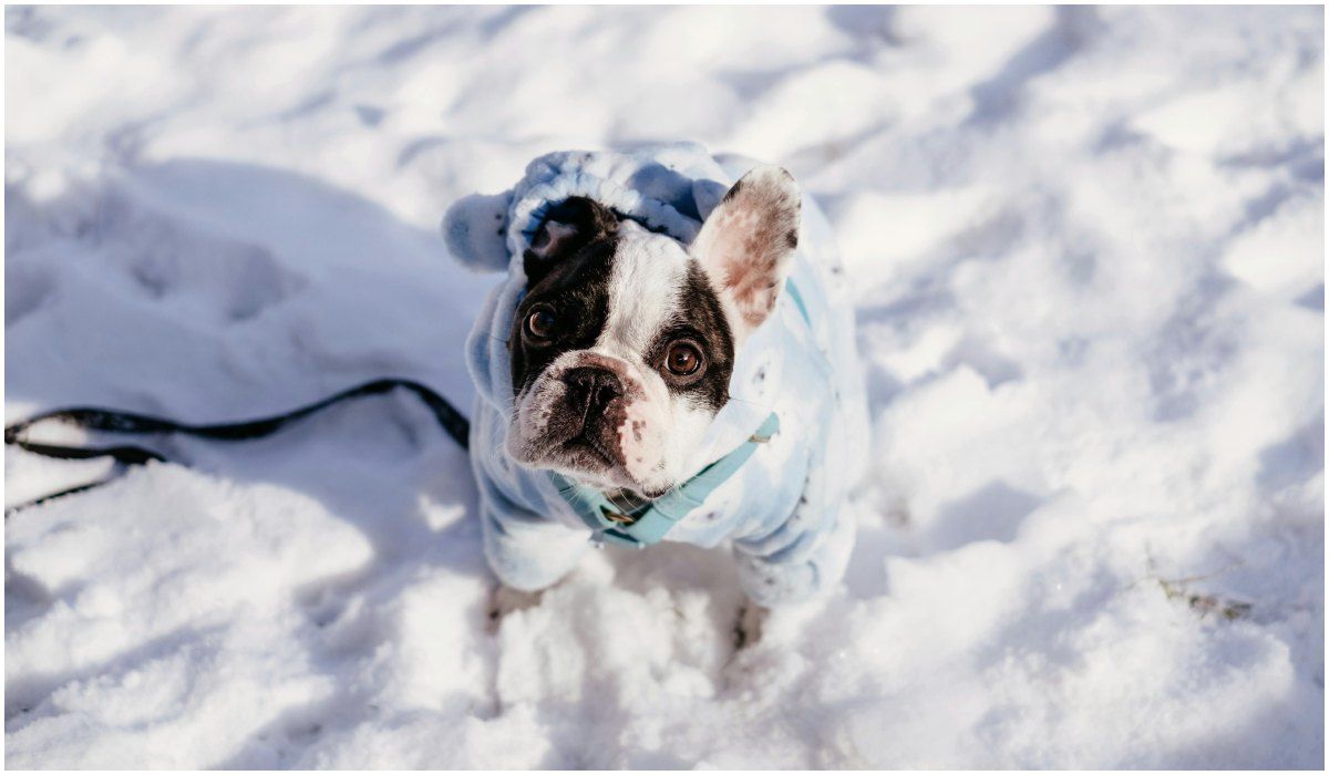 Czy ubierać psa zimą? 