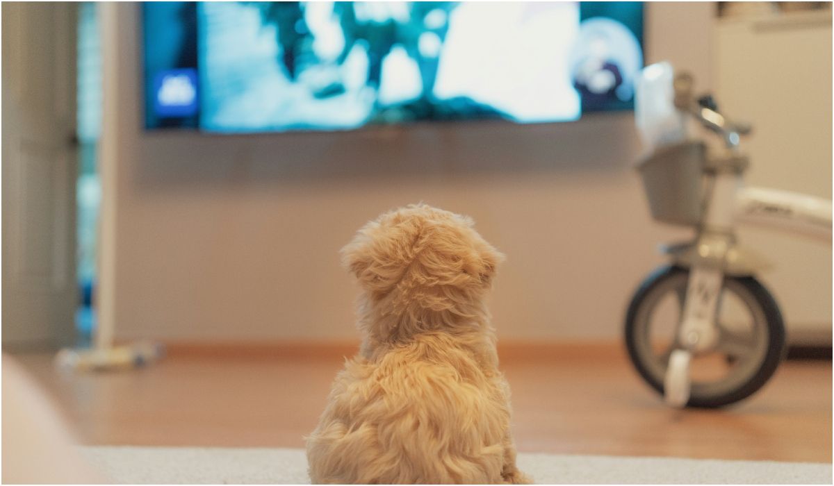 Czy psy lubią oglądać telewizję?