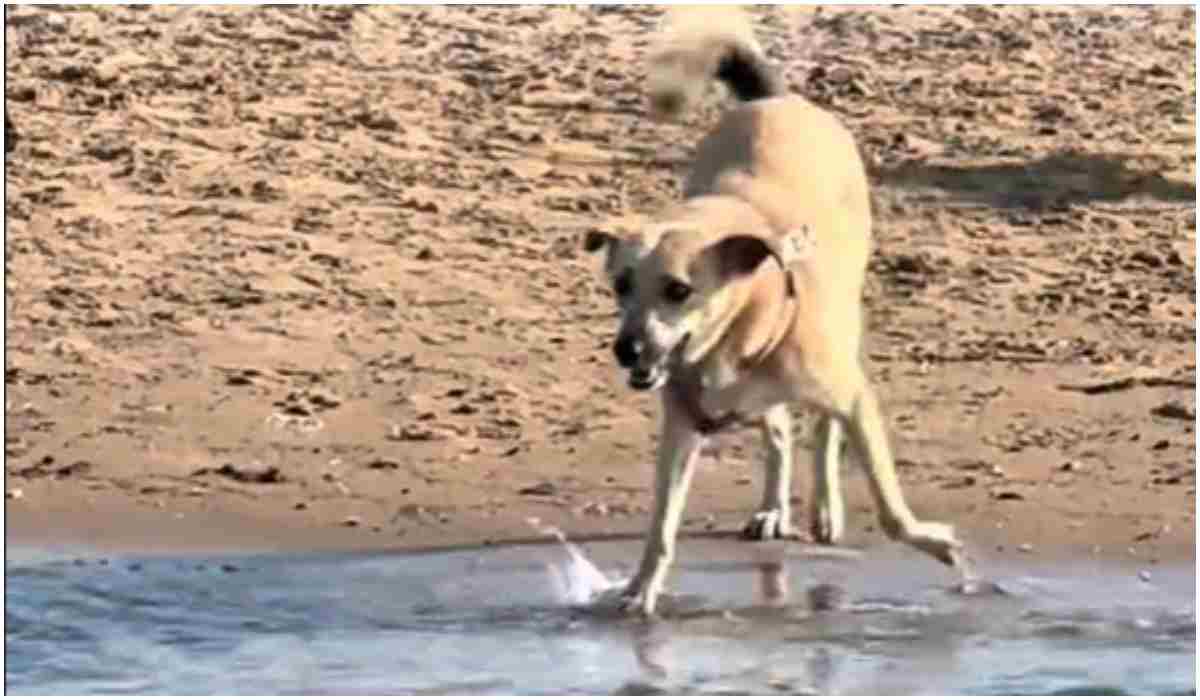 Pies boi się wody