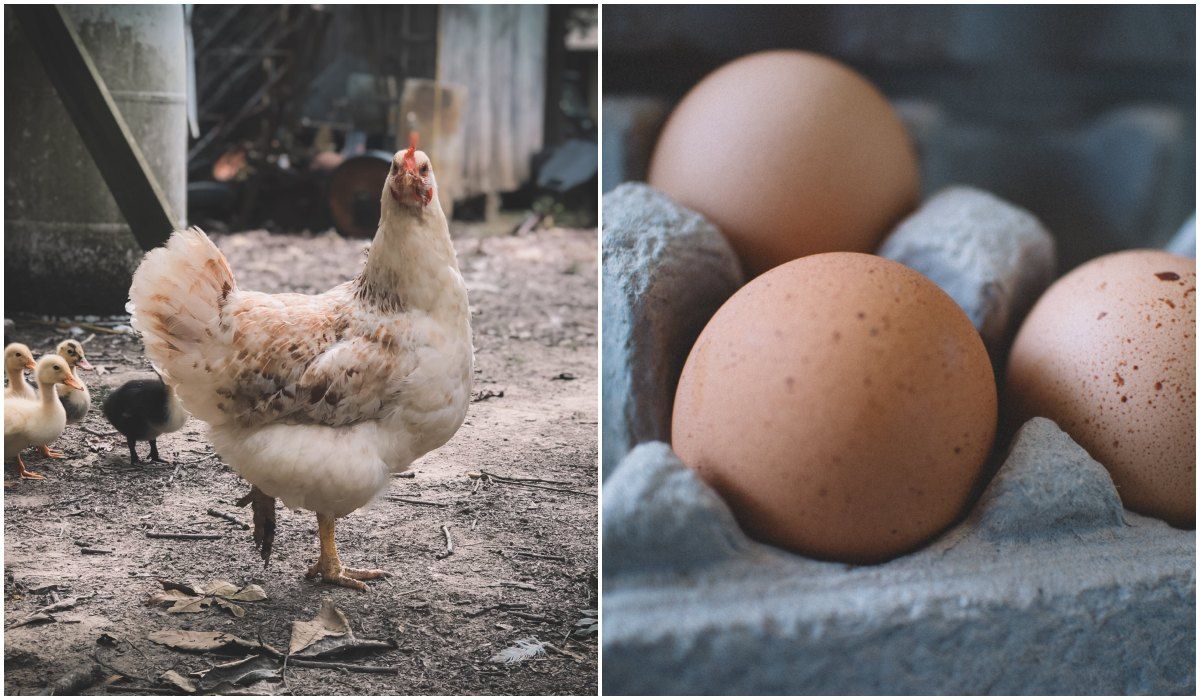 Co było pierwsze: kura czy jajko?