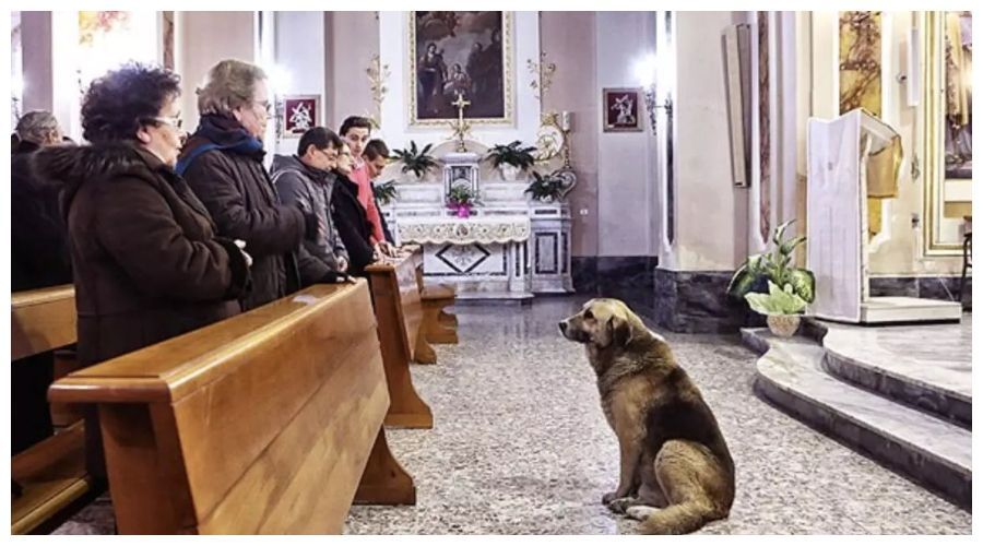 Pies w kościele