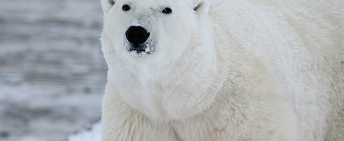 Niedźwiedź polarny - potężny drapieżnik ze szczytu łańcucha pokarmowego