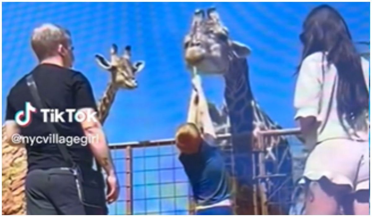 Chwile grozy w zoo, kilkulatek chciał nakarmić żyrafę. Ten film to przestroga dla wszystkich rodziców