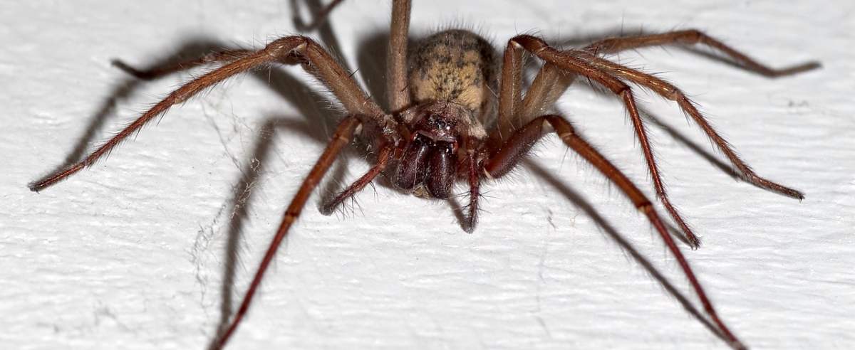Kątnik domowy &ndash; pospolity pająk bardziej pożyteczny niż niebezpieczny