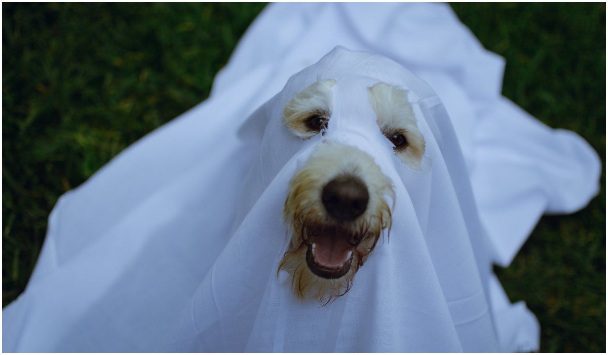 Czy psy mają kontakt z duchami?