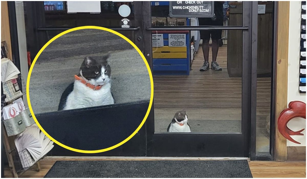Kot wyczekuje otwarcia sklepu