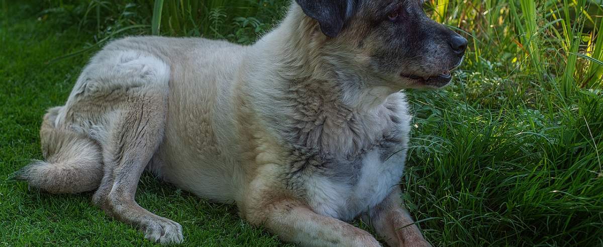 Anatolian - potężny pies pasterski