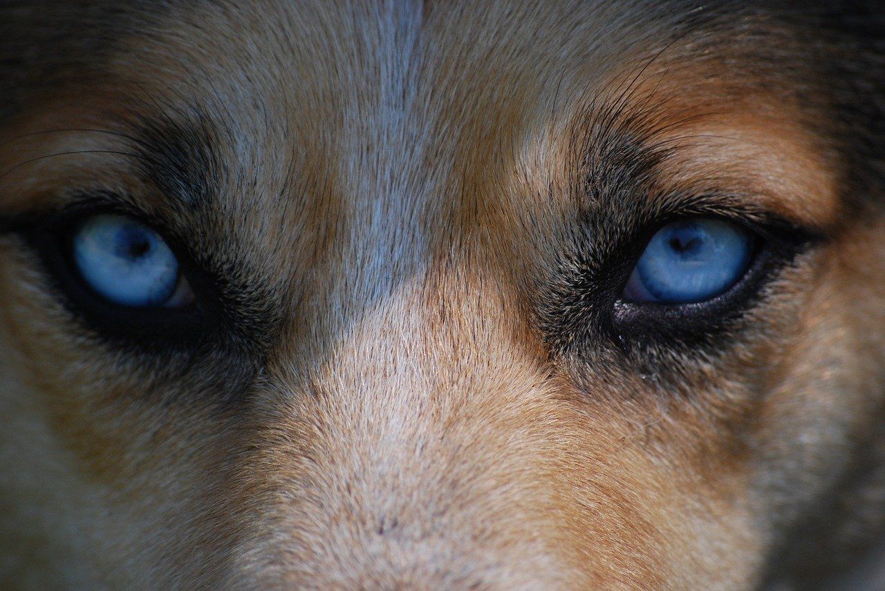 Jakie są najczęstsze choroby oczu u psów? Jak je leczyć?