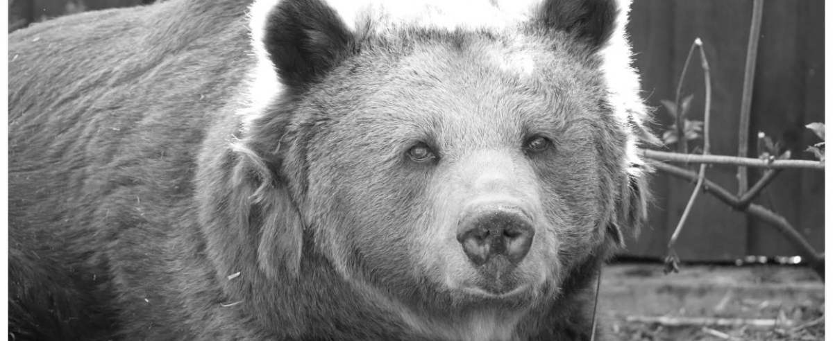 Niedźwiedzica Tatra