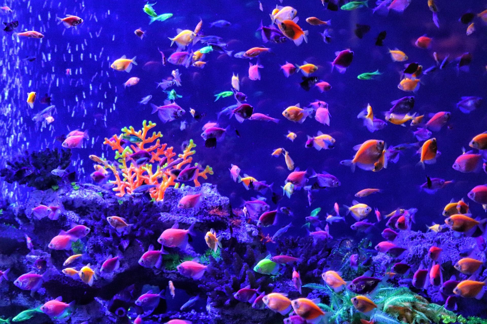 Ryby akwariowe: podwodny świat w Twoim domu