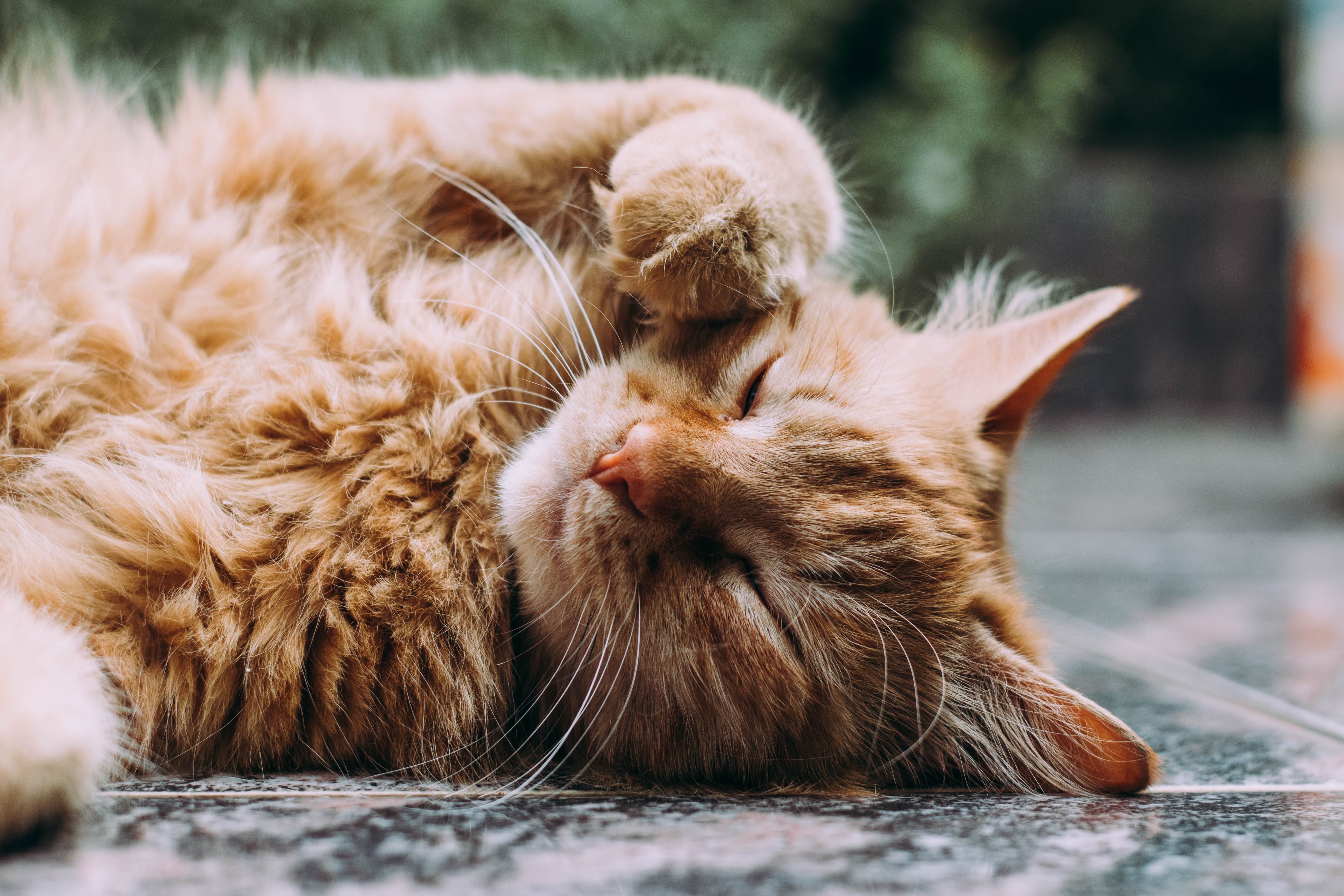 Alergia na koty – jak sobie z nią poradzić?