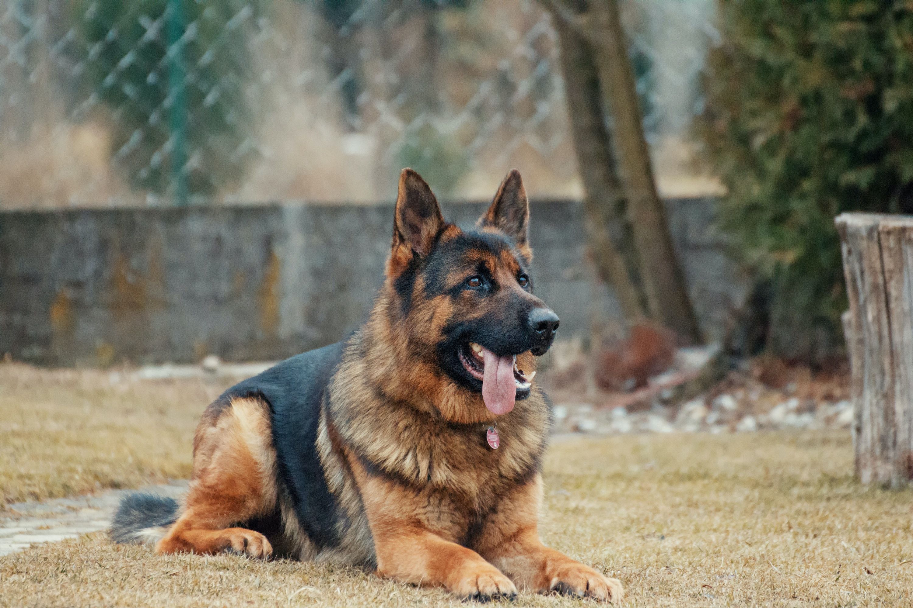 UWAGA – zły pies, czyli psy stróżujące