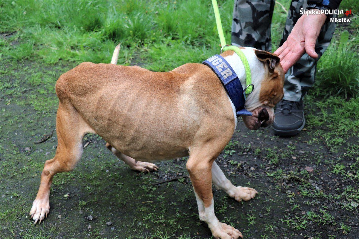 Wychudzony pies znaleziony podczas interwencji policjantów.