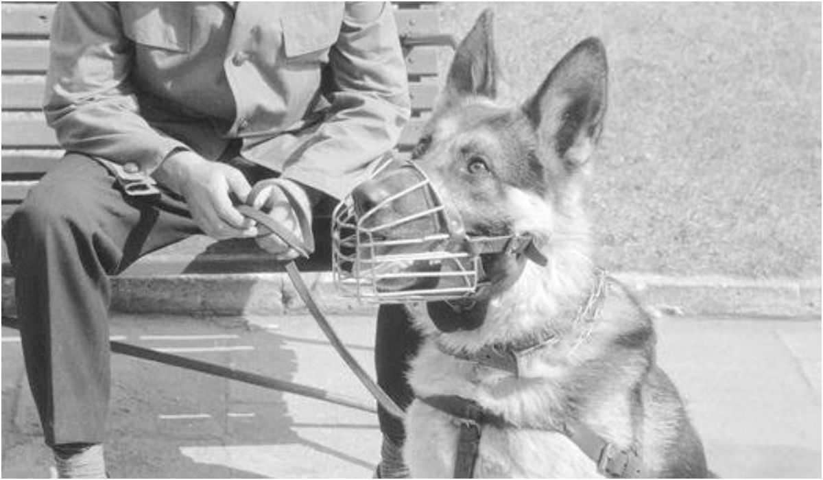 Pies milicyjny (owczarek niemiecki) z milicjantem w stopniu sierżanta, 1950-70.