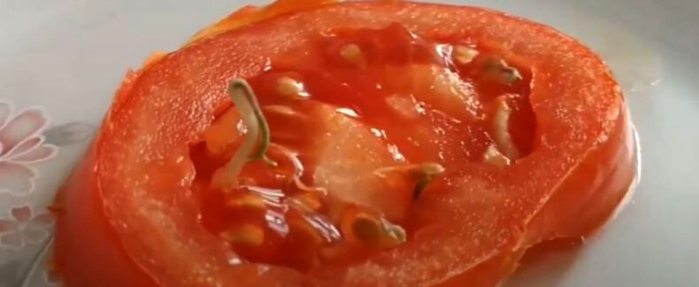 Pomidor z kiełkami