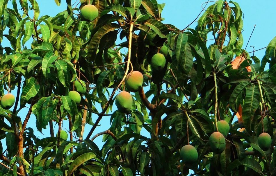 Drzewo mango 