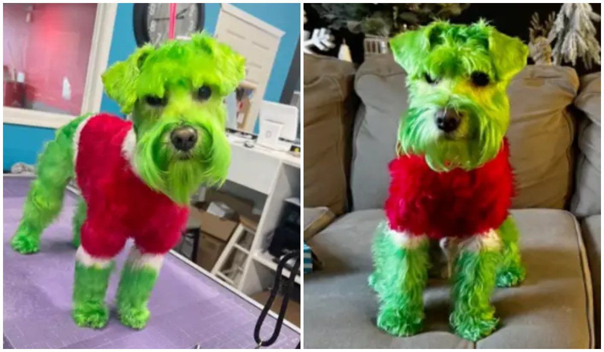 pofarbowała psa na zielono