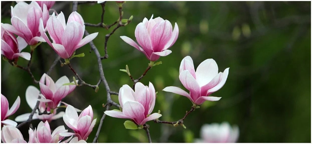 Rozmnażanie magnolii – jaką metodę wybrać?