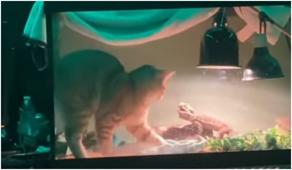 Kot i jaszczurka w terrarium