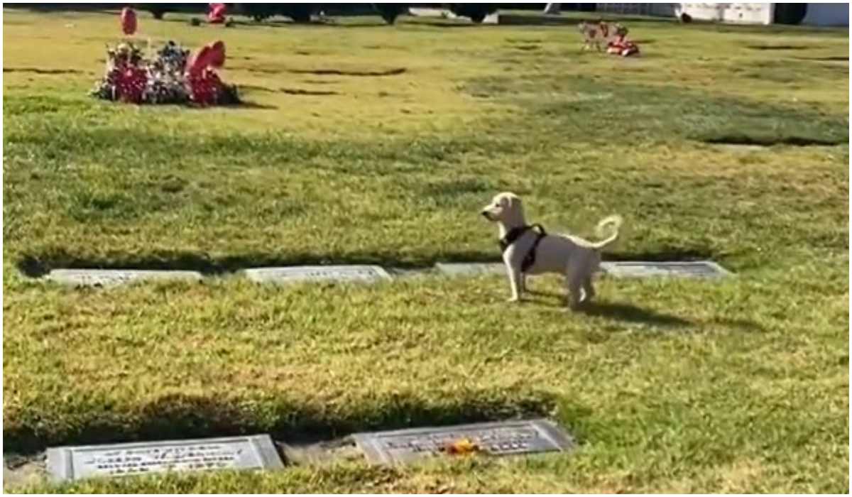 Pies na cmentarzu