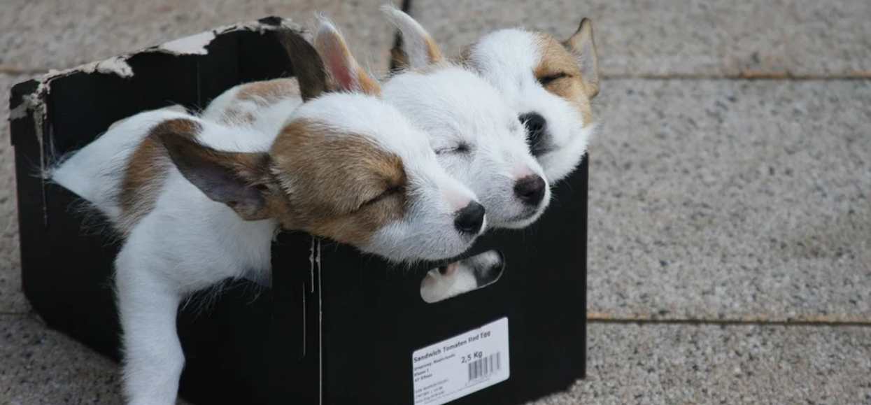 psy w pudełku