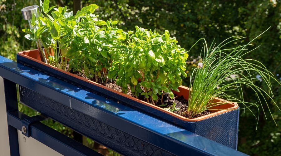 Jak hodować zioła na balkonie? Wyjaśniamy krok po kroku