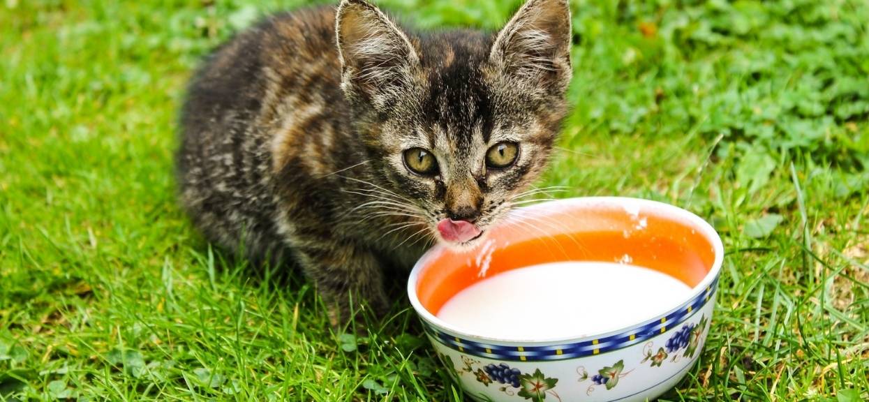 Kot pije mleko