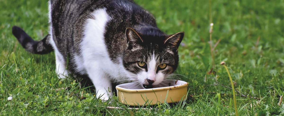 Jak często powinniśmy karmić kota?