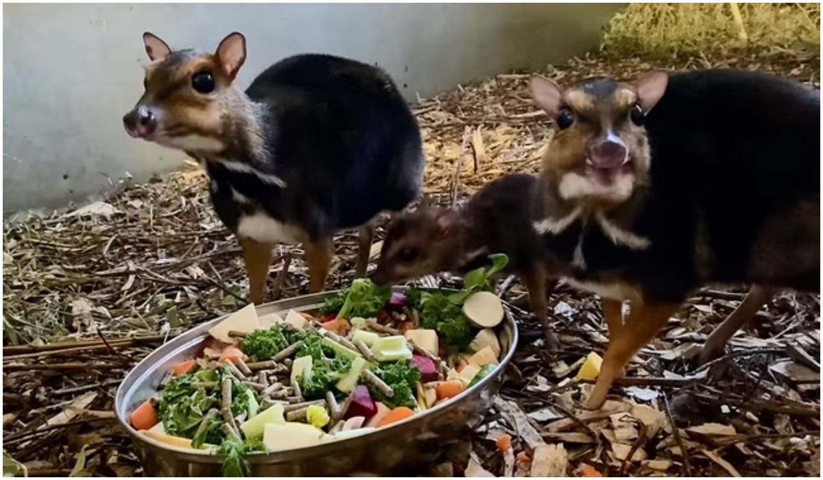We wrocławskim zoo urodził się myszojeleń. Wszyscy liczą, że okaże się samcem