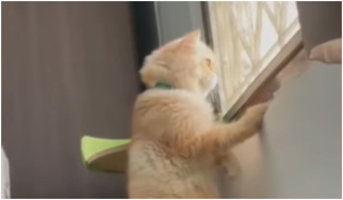 Wścibski kot podsłuchuje kłótnie sąsiadów. Najlepsza reakcja, jaką kiedykolwiek widzieliśmy
