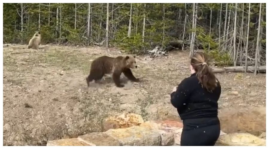 Turystka zbliżyła się do niedźwiedzia grizzly