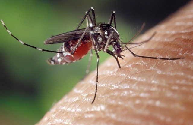 Co zrobić, żeby ukąszenia komarów nie swędziały?