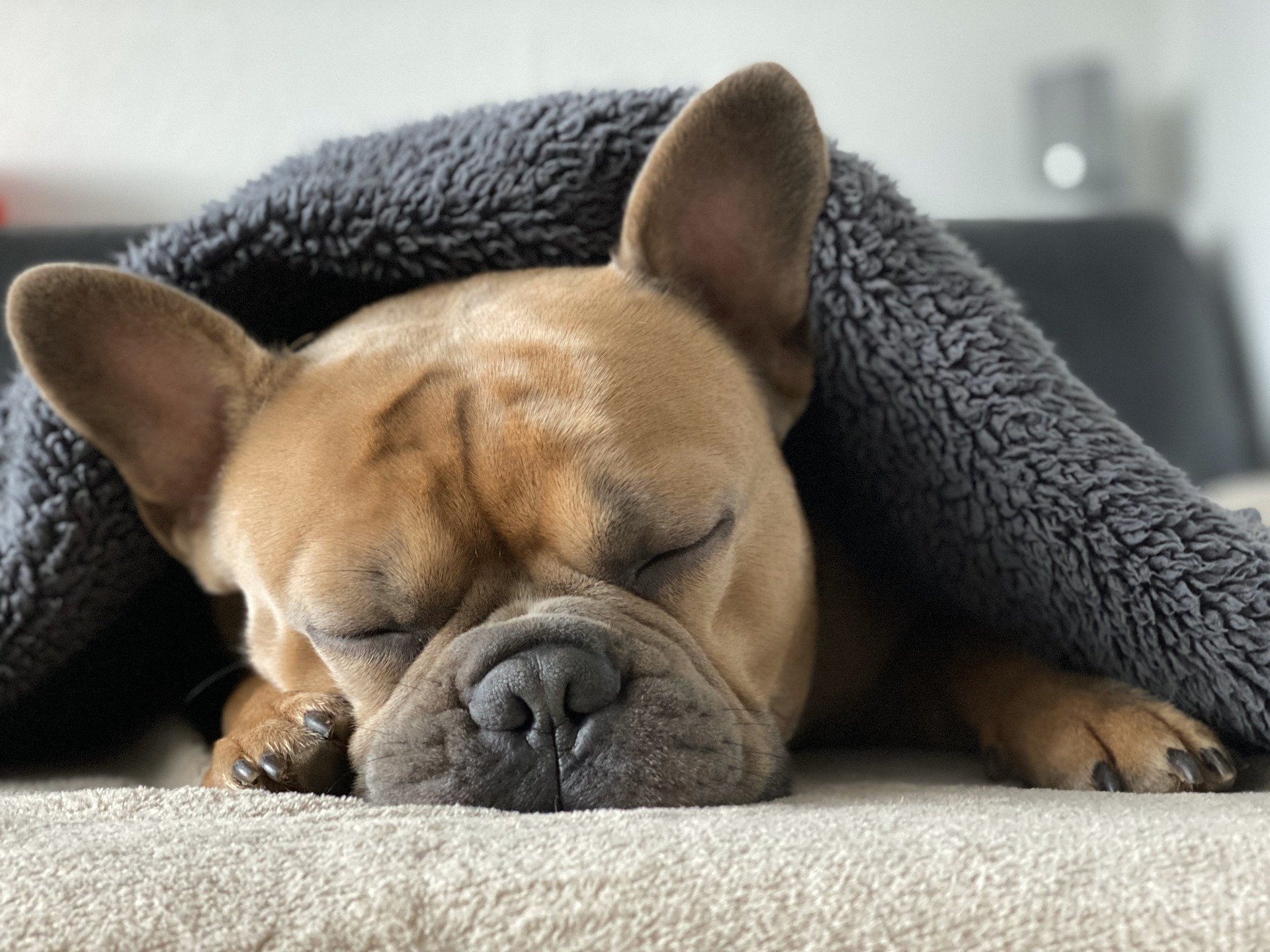 Ile czasu śpi pies? Co zrobić, by zapewnić psu zdrowy sen?