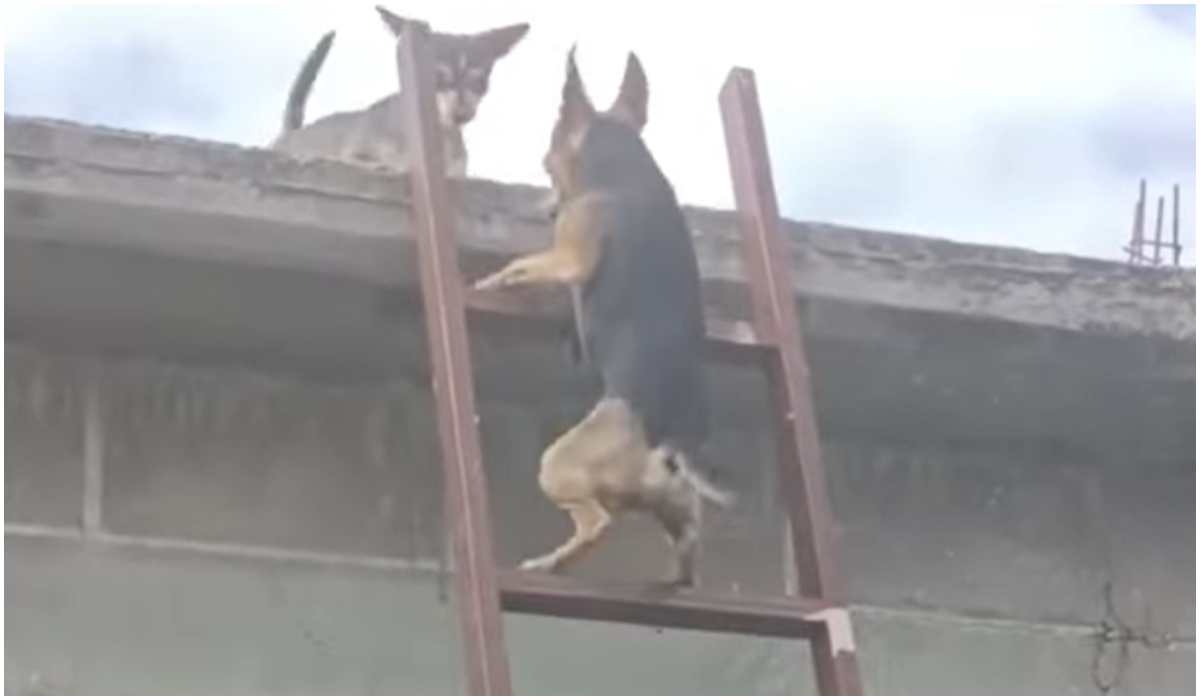 Pies na drabinie wchodzący na dach