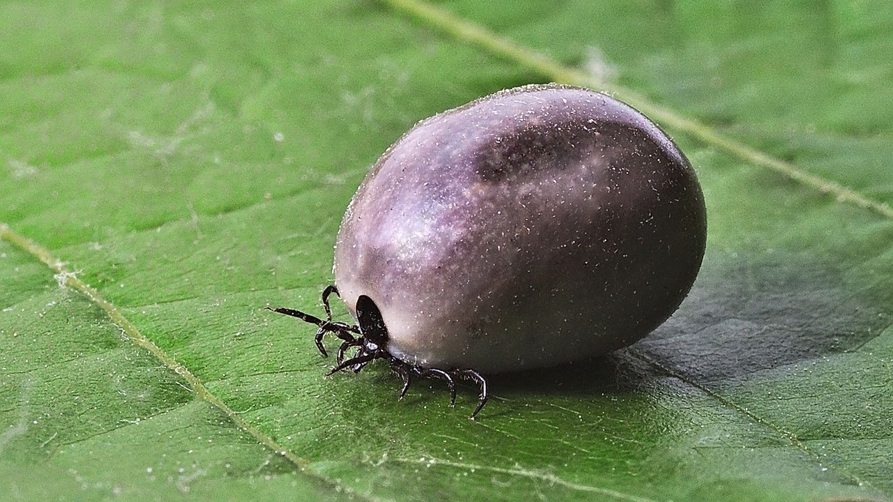 Kleszcz może osiągnąć rozmiary nawet 2 cm