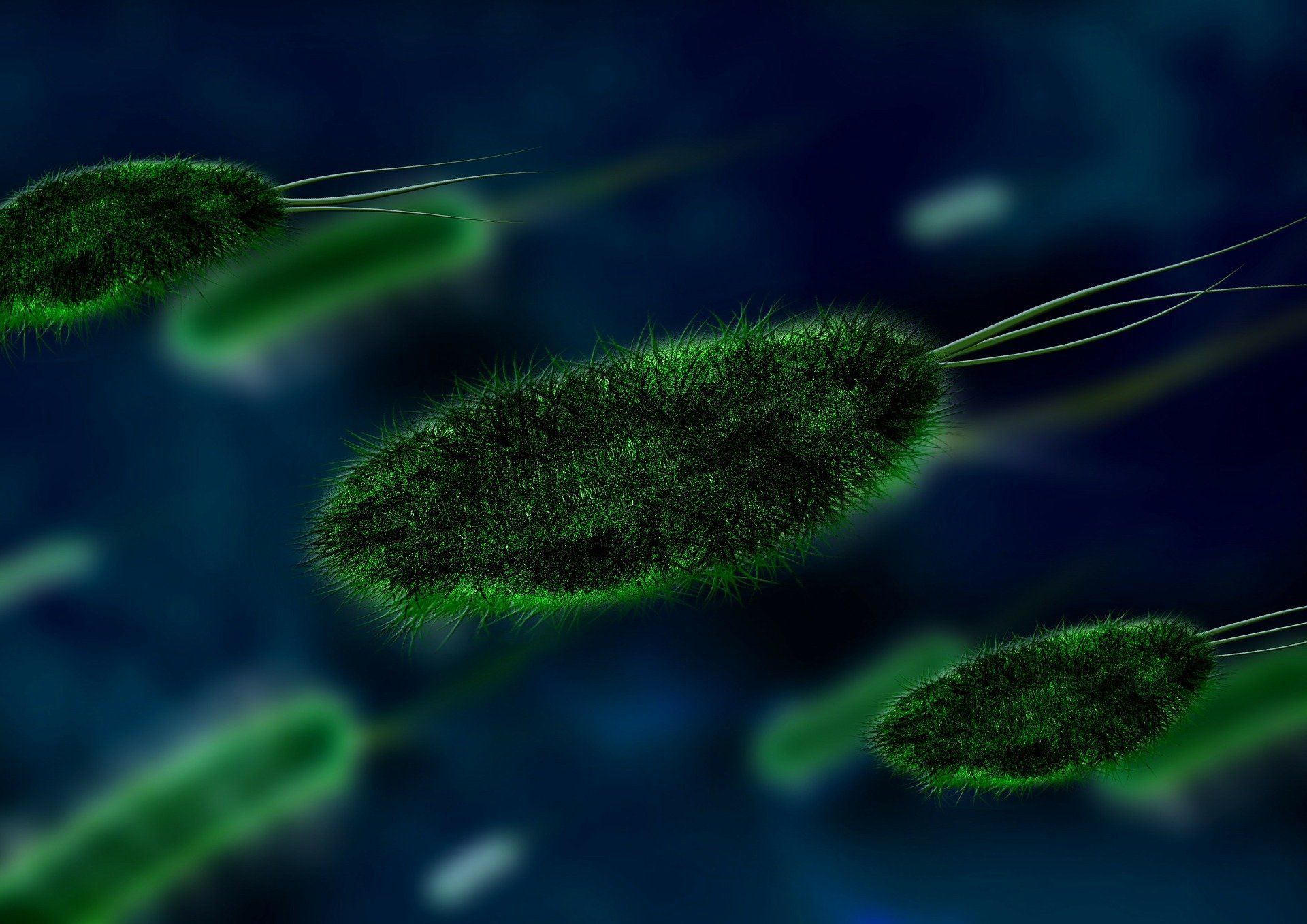 Enterococcus faecalis – objawy zakażenia i możliwe choroby.