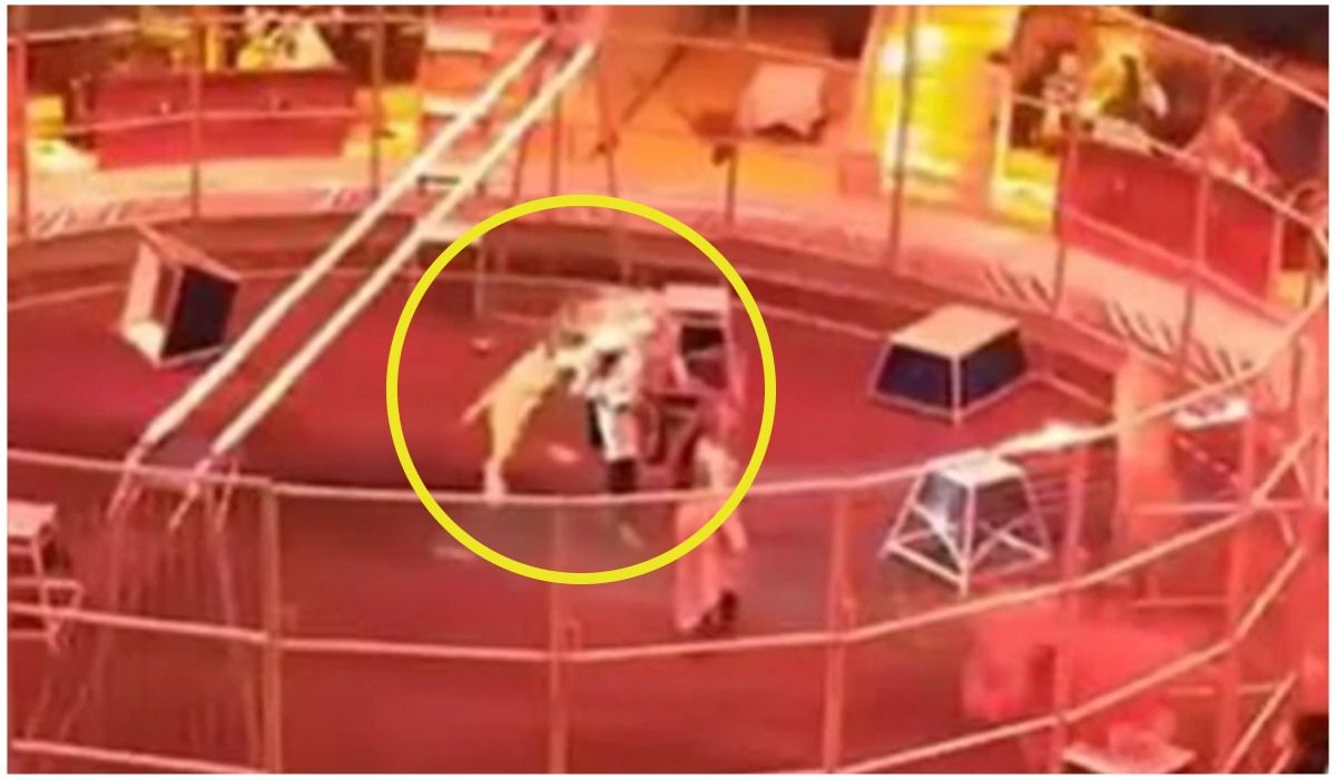 Atak lwa w rosyjskim cyrku. Drapieżnik powalił tresera na ziemię, życie uratowała mu żona