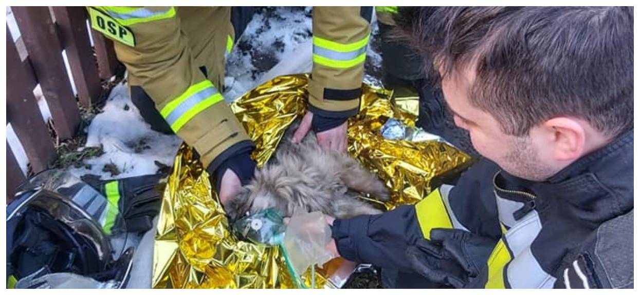 Reanimacja psa uratowanego z pożaru