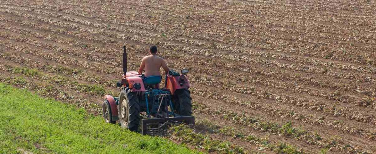 fot: Arkadiusz Ziolek/ East News. Mazowsze 29.08.2018. n/z Traktor na polu uprawnym cebuli.