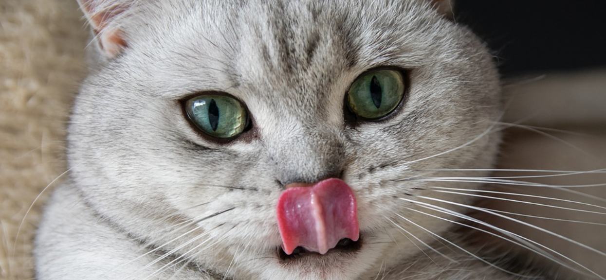 kot z wystawionym językiem