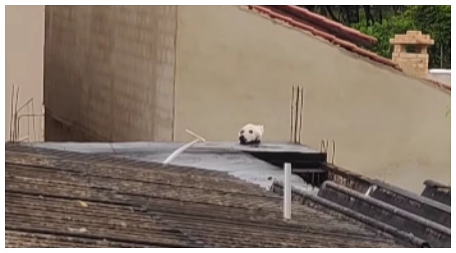"Pies" na dachu