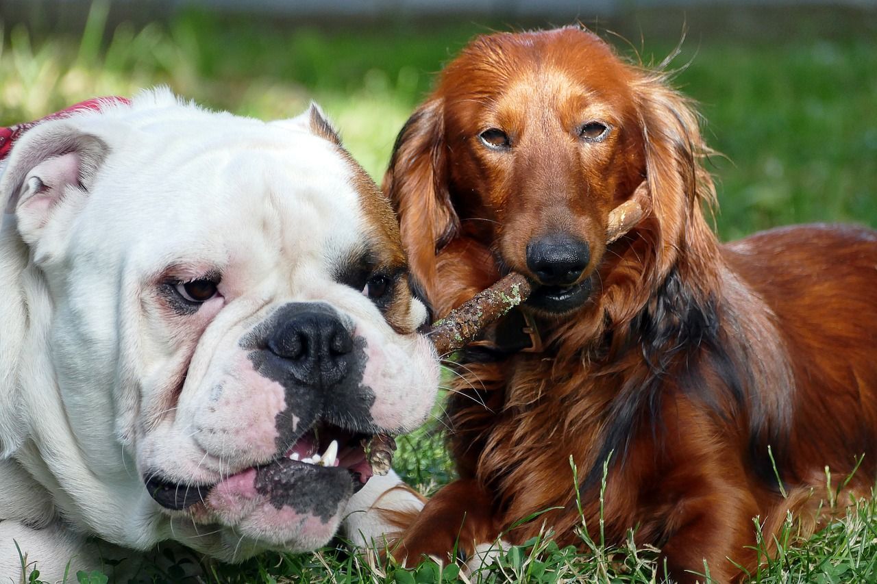 Angielskie rasy psów – najpopularniejsze rasy pochodzące z Anglii