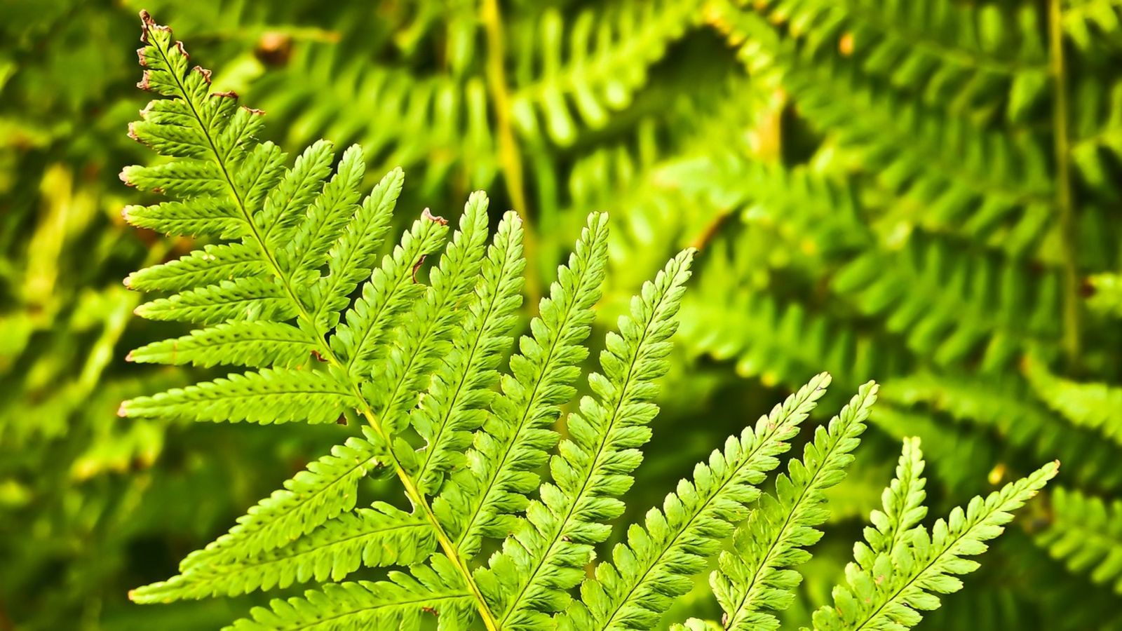 Przyciąga kleszcze jak magnes. Lepiej nie sadzić w ogrodzie