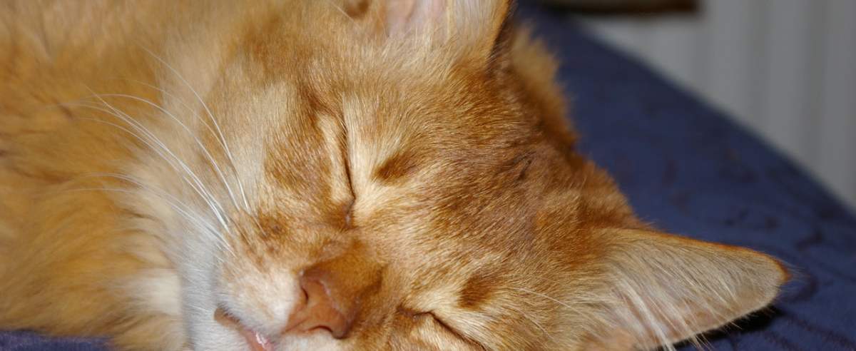 Kot somalijski – długowłosa odmiana kota abisyńskiego